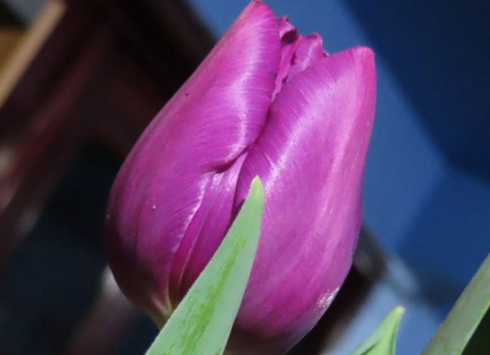 tulipan lala
