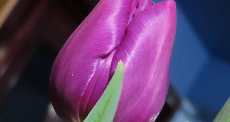 tulipan lala