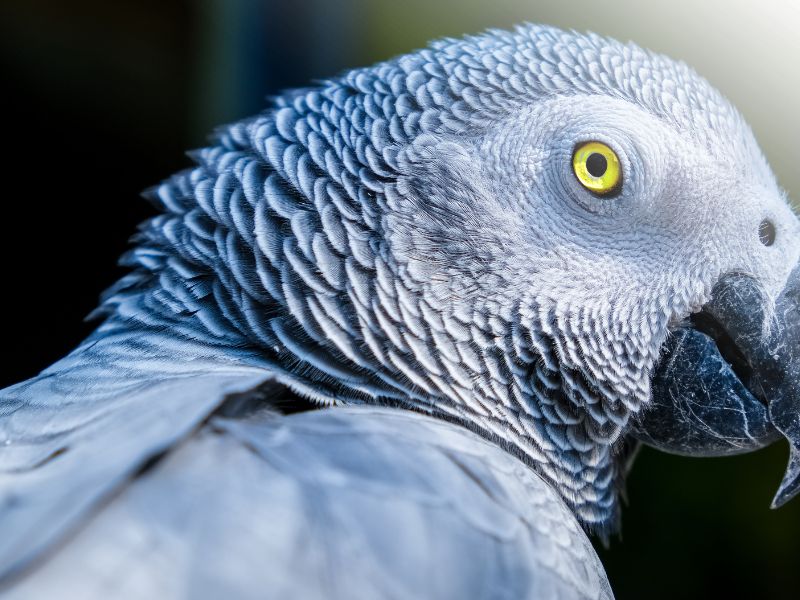 najinteligentnije životinje
afrički sivi papagaj