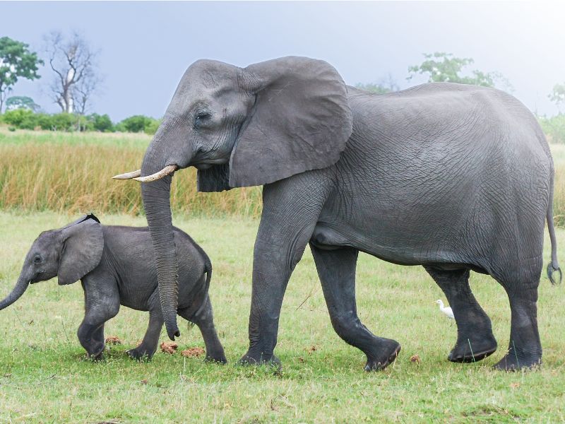 najinteligentnije životinje slon canva pro user