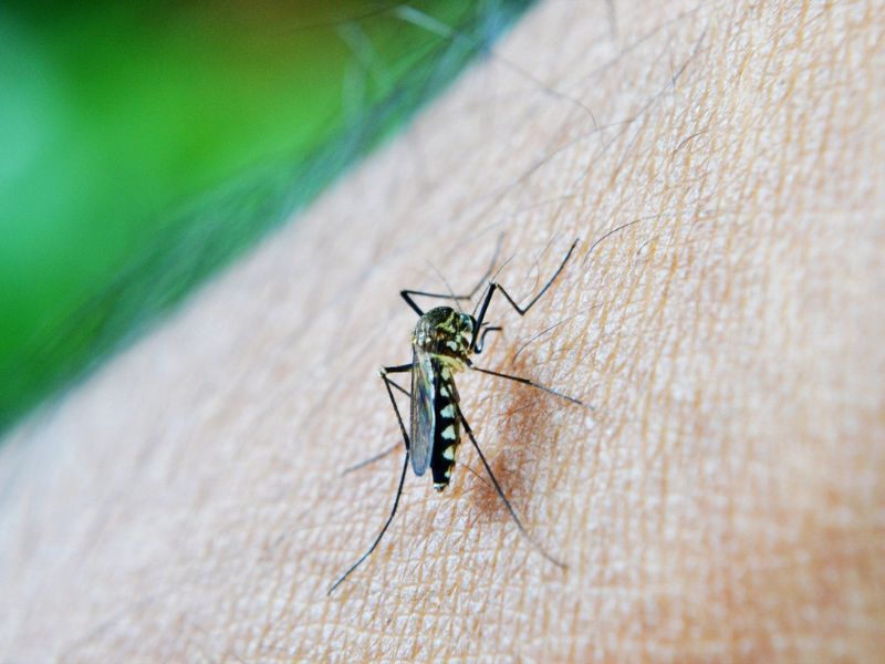 komarci najsmrtosnija bica