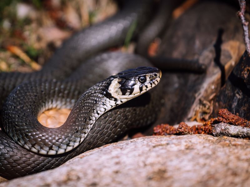 Šta znači sanjati crnu zmiju?