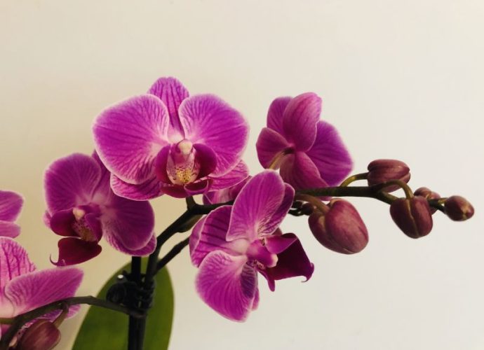 Kako negovati orhideje?