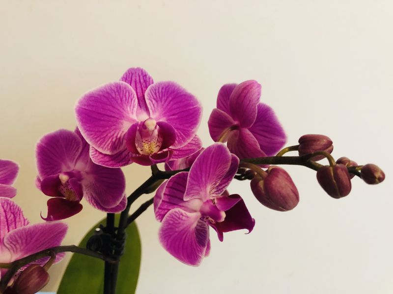 Kako negovati orhideje?