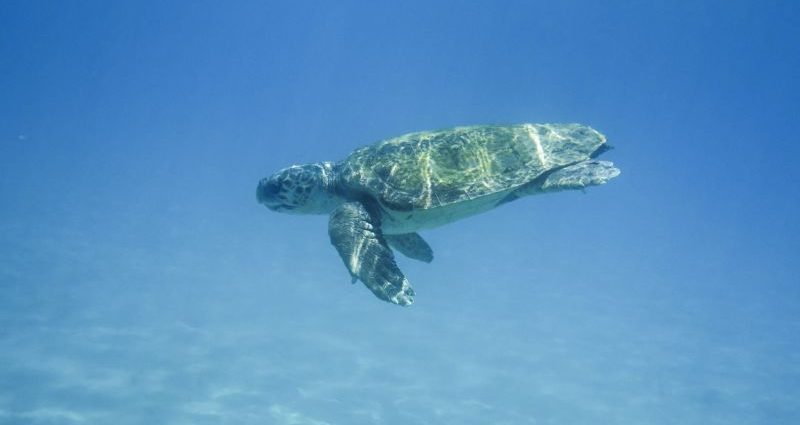 5 najboljih plaža na Zakintosu