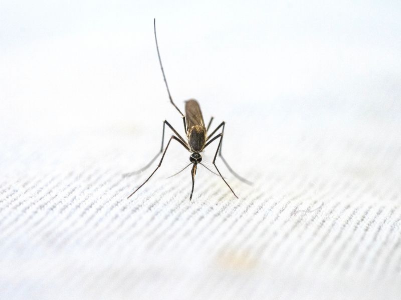 Prirodno sredstvo protiv komaraca