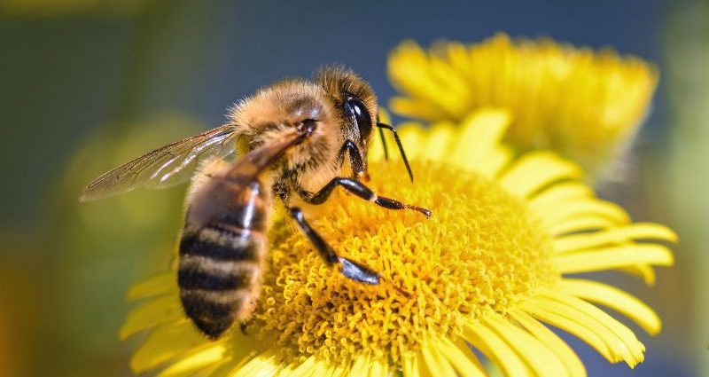 Zašto su pčele savršene