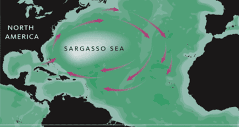 Zašto je specifično Sargaško more?