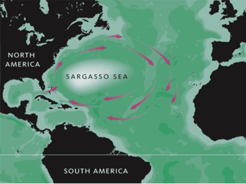 Zašto je specifično Sargaško more?
