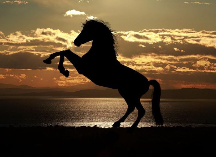 Šta znači sanjati konja?