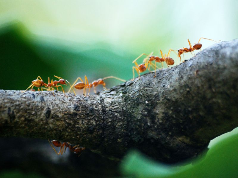sanjati mrave