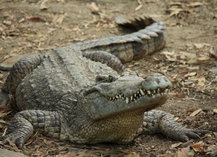 šta znači sanjati krokodila?