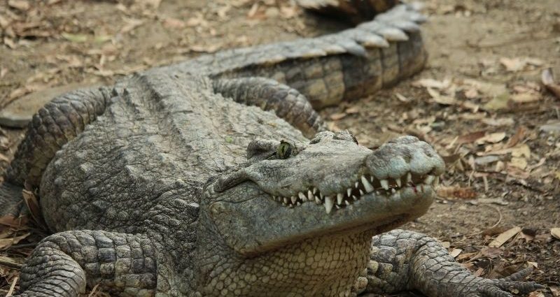 šta znači sanjati krokodila?