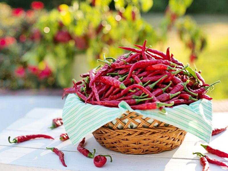 kajenska paprika, cili paprika, kajenska paprika zacin, paprika zacin