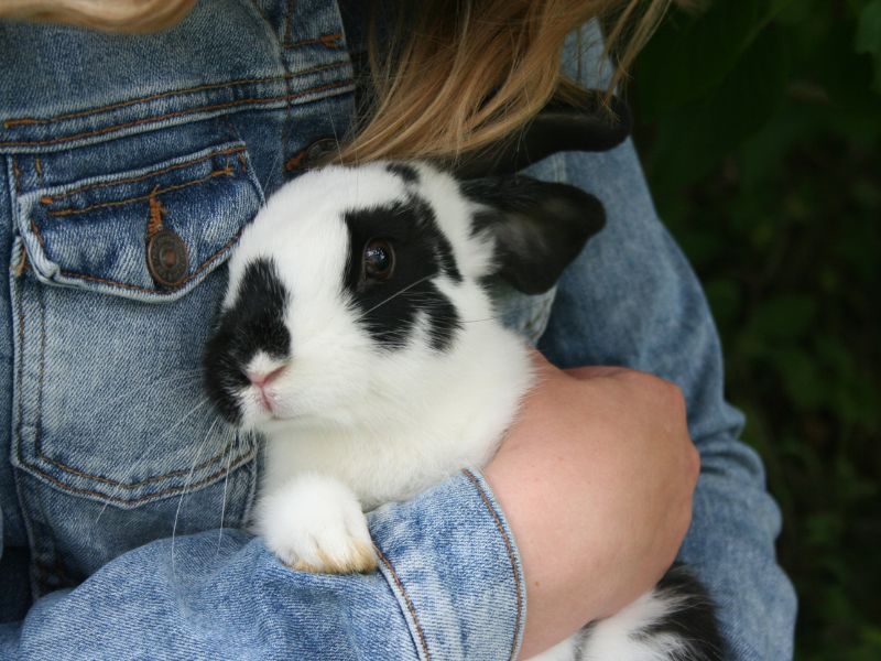 zanimljive cinjenice o zecu, zanimljivosti o zeci, zasto zec skace