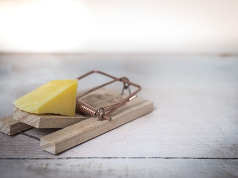 misevi, sir, sta misevi jedu, da li misevi jedu sir