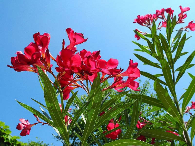 Da li je lijander otrovan, lijander, oleander, čaj od lijandera,