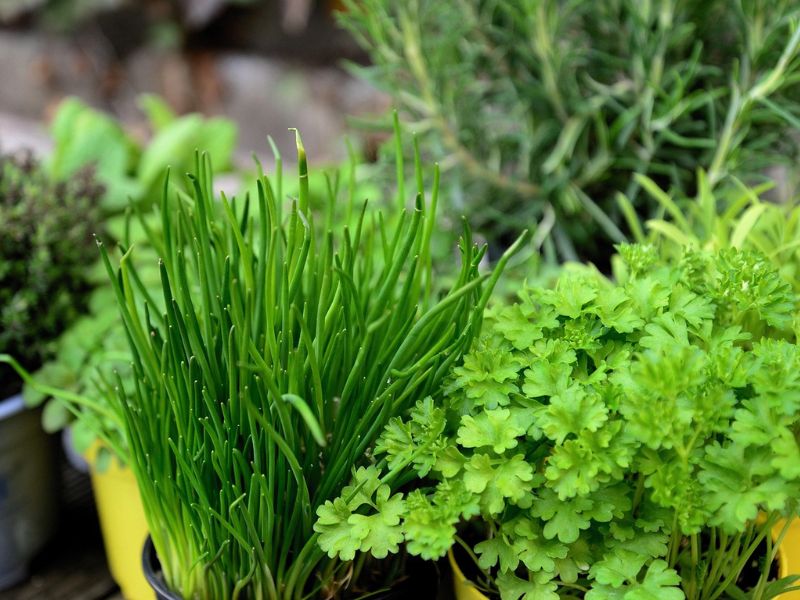 Kako pravilno saditi začinsko bilje, začinsko bilje u saksiji, začinsko bilje