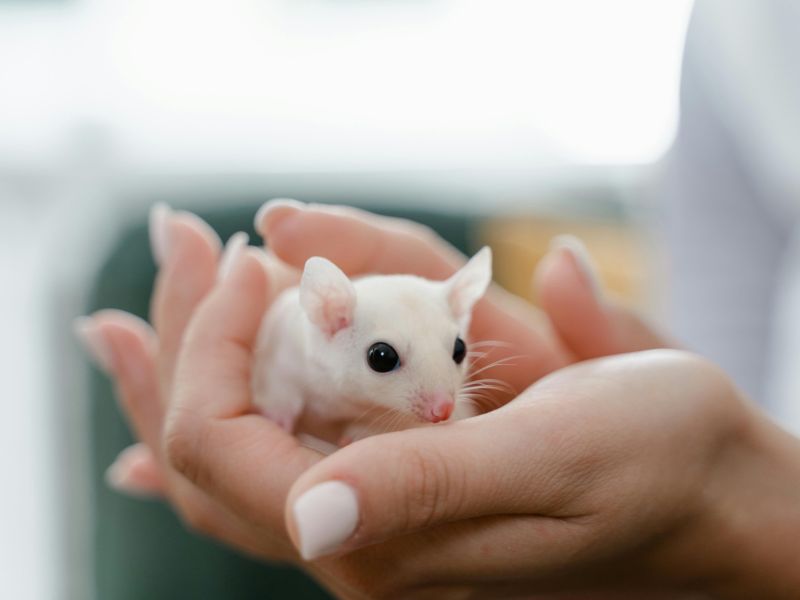 Šta znači sanjati miša, sanjati miša, sanovnik