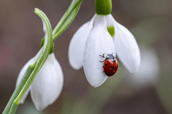 bubamare, zanimljivosti o bubamarama,