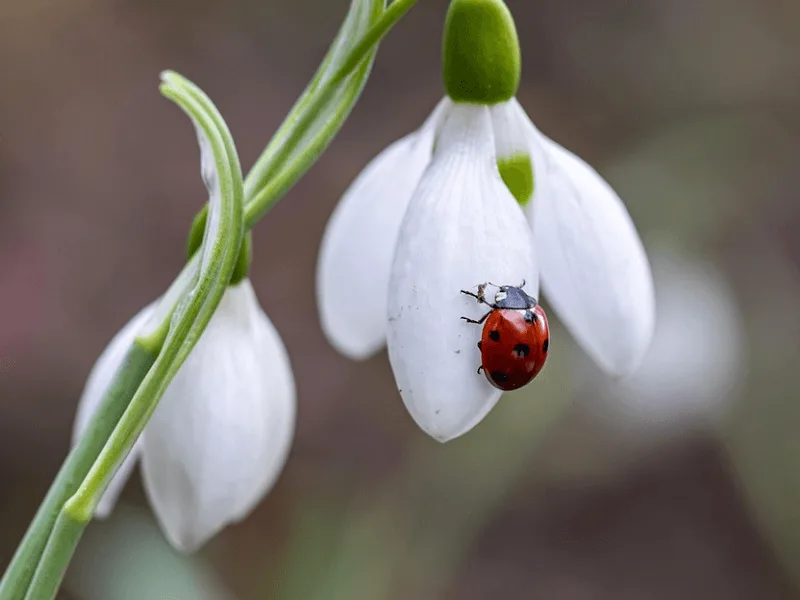 bubamare, zanimljivosti o bubamarama,