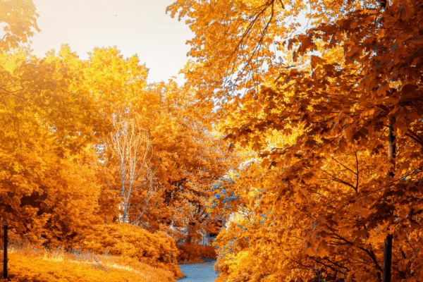 Pexels Artem Saranin, miholjsko leto, miholjdan, miholjdan od kad do kad,