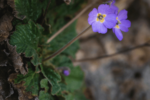 Наталијина рамонда, Дан примирја у Првом светском рату, dan primirja u prvom svetskom ratu, natalijina ramonda, dan drzavnosti 2025, natalijina ramonda znacka, рамонда, рамонда биљка,