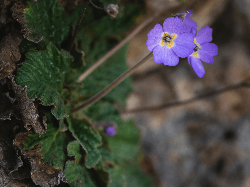 Наталијина рамонда, Дан примирја у Првом светском рату, dan primirja u prvom svetskom ratu, natalijina ramonda, dan drzavnosti 2025, natalijina ramonda znacka, рамонда, рамонда биљка,