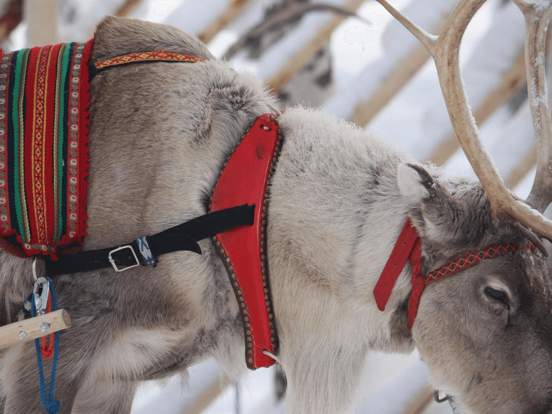 gde živi deda mraz, laponija deda mraz, odakle je deda mraz, kako izgleda pravi deda mraz, deda mraz laponija, deda mraz iz laponije, deda mraz u laponiji, deda mraz zivi u laponiji, lapland deda mraz,