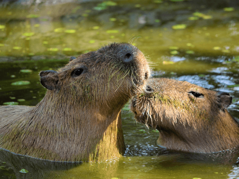 kapibara, kapibare, najveći glodar na svetu, kapibara zivotinja, što jedu kapibare, šta su kapibare, šta jedu kapibare, kako izgledaju kapibare, kapibare u beogradu, zanimljivosti o životinjama, kapibara zanimljivosti,