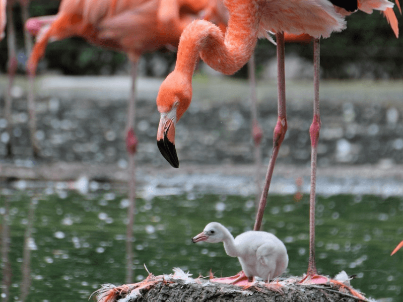 flamingos ptica, flamingos zanimljivosti, zasto su flamingosi rozi, zasto su flamingosi roze, plamenci, flamingosi, flamingos, flamingosi zanimljivosti, flamingo, životinje,