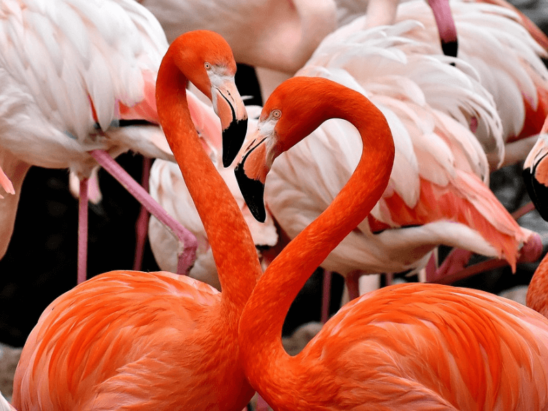 flamingos ptica, flamingos zanimljivosti, zasto su flamingosi rozi, zasto su flamingosi roze, plamenci, flamingosi, flamingos, flamingosi zanimljivosti, flamingo, životinje,
