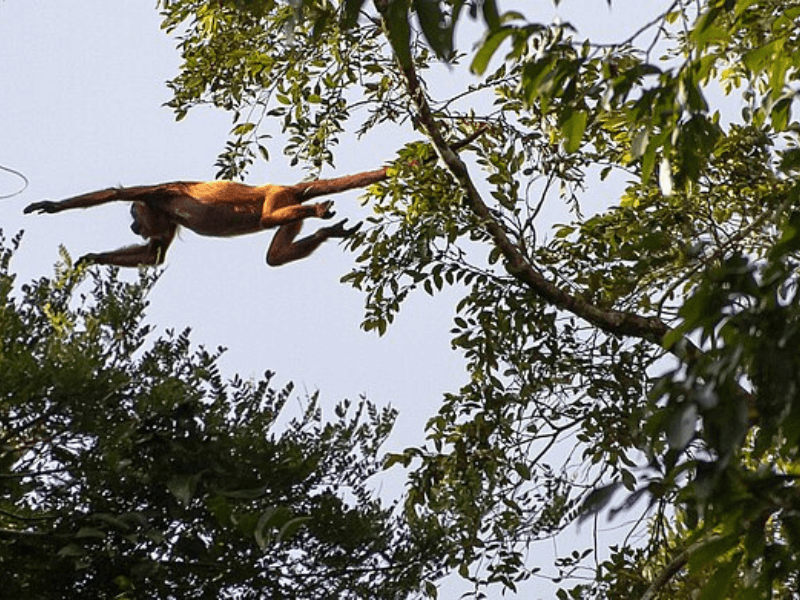 sta je drekavac, majmun drekavac, kako izgleda drekavac slike, da li drekavac postoji, sta je drekavac i kako izgleda, kako izgleda drekavac, drekavac, drekavac slike, drekavac zivotinja, drekavac i karakondzula, drekavac ne jase coveka, drekavac u srbiji, drekavac majmum, drekavac mythology, drekavac ptica, slovenska mitologija,
