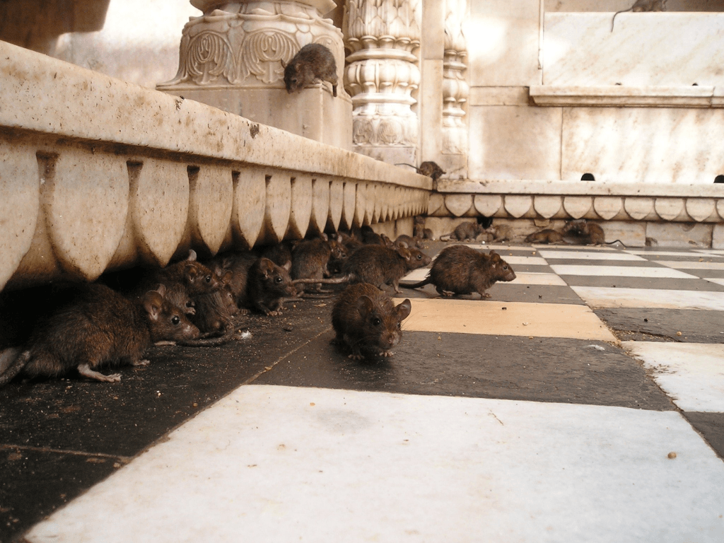 hantavirus, hantavirus sta je, hantavirus simptomi, hantavirus srbija, hantavirus kako se prenosi, andski virus,