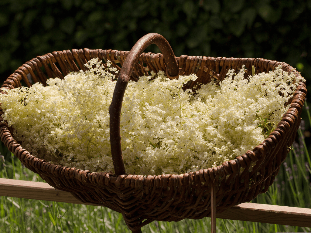 kako se pravi sok od zove sa limuntusom, sirup od zove recept, starinski recept za sok od zove, sok od zove najbolji recept, sok od zove kako se pravi, sirup od zove, recept za sirup od zove, kako se pravi sirup od zove, domaci sirup od zove, domaci sirup od zove recept, sok sirup od zove, zova, sok od zove 40 cvetova, sok od zove 70 svetova, sok od bazge,